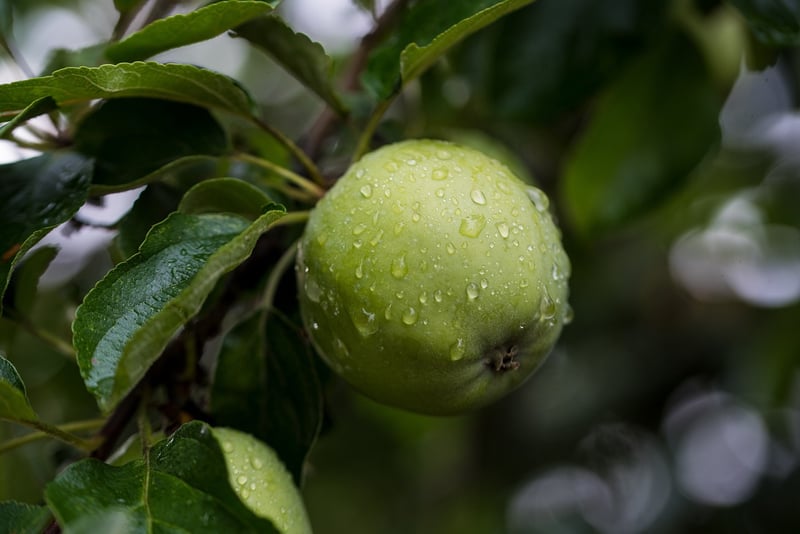 Apple Tree