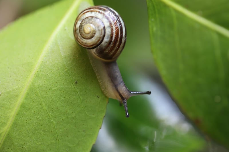 Garden Invader