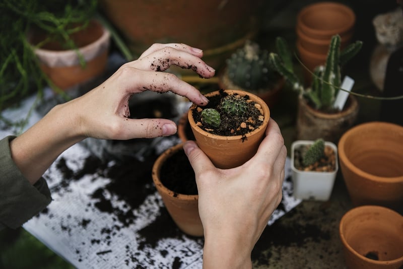 Fertilizing Plants