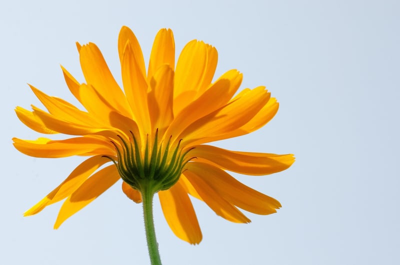 Marigold Flower