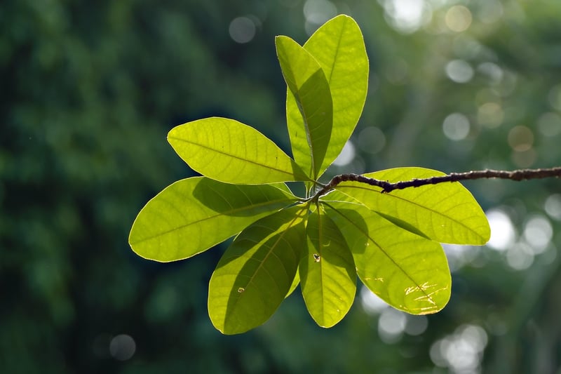 Healthy Plants
